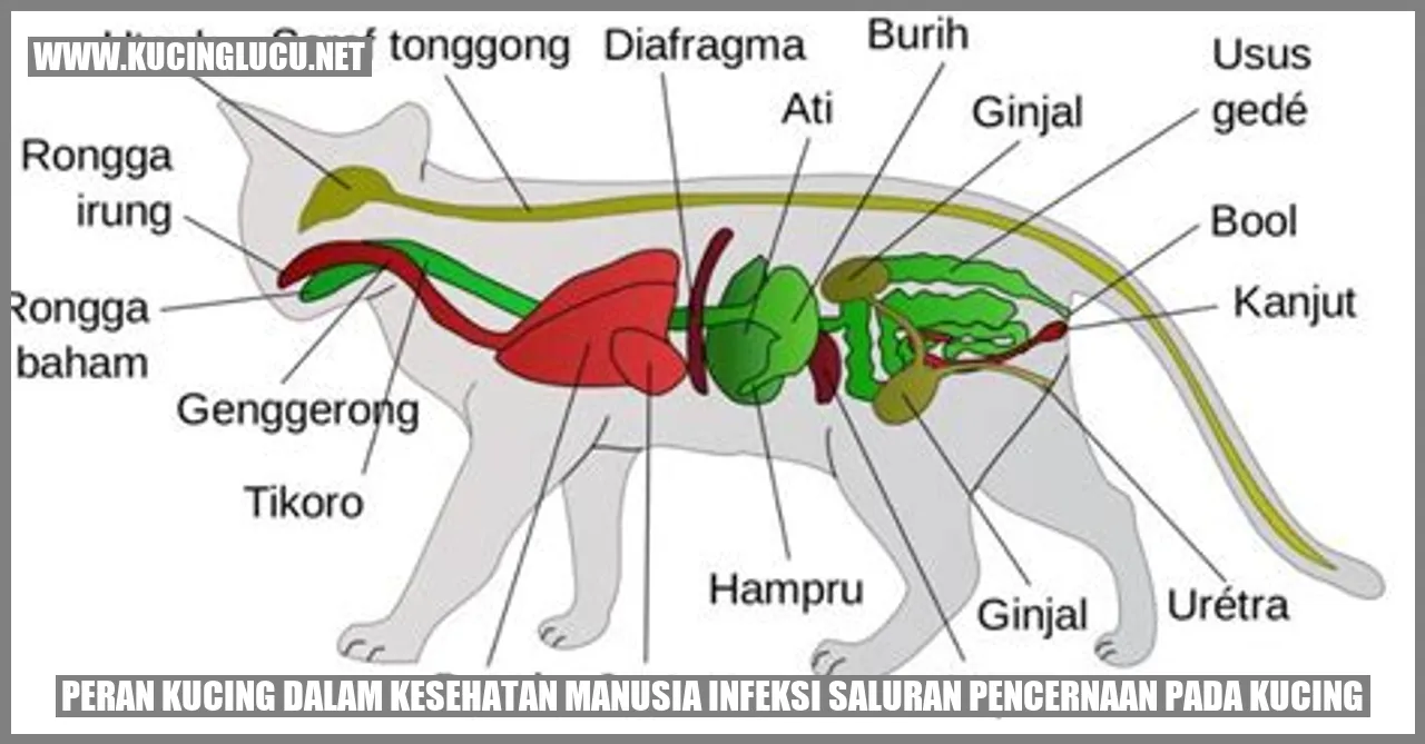 Peran Kucing dalam Kesehatan Manusia