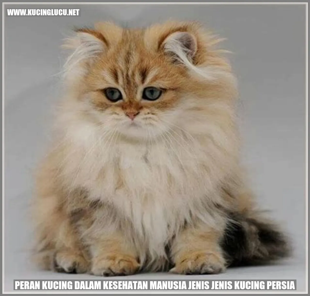 Peran Kucing dalam Kesehatan Manusia