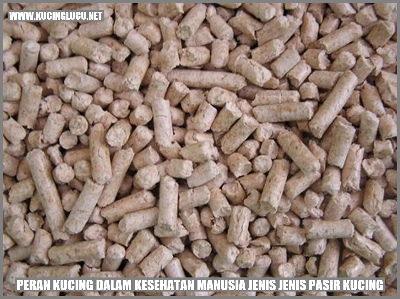 Kucing