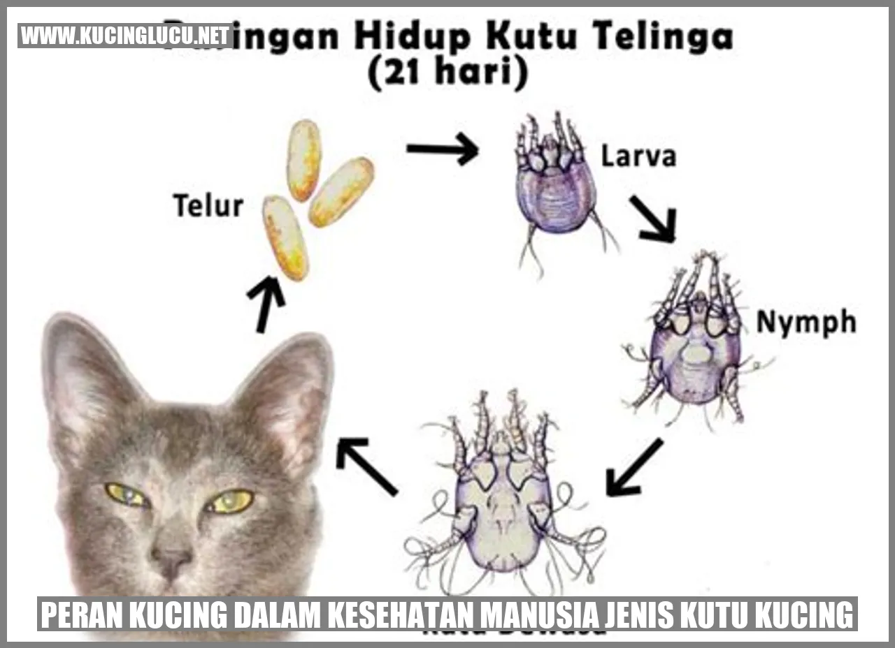 Peran Kucing dalam Kesehatan Manusia jenis kutu kucing
