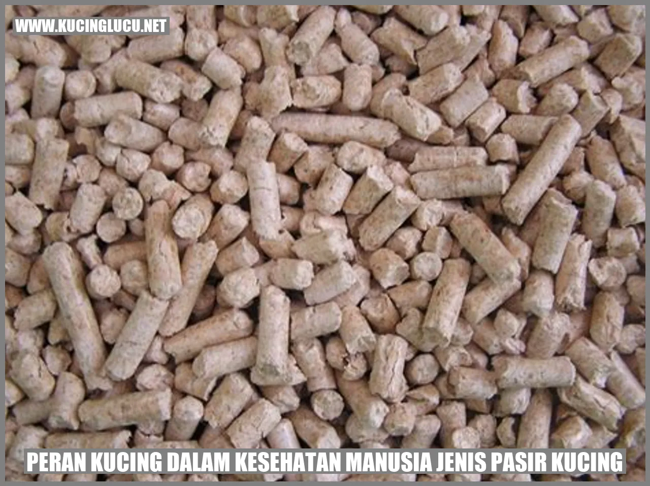 Peran Kucing dalam Kesehatan Manusia jenis pasir kucing