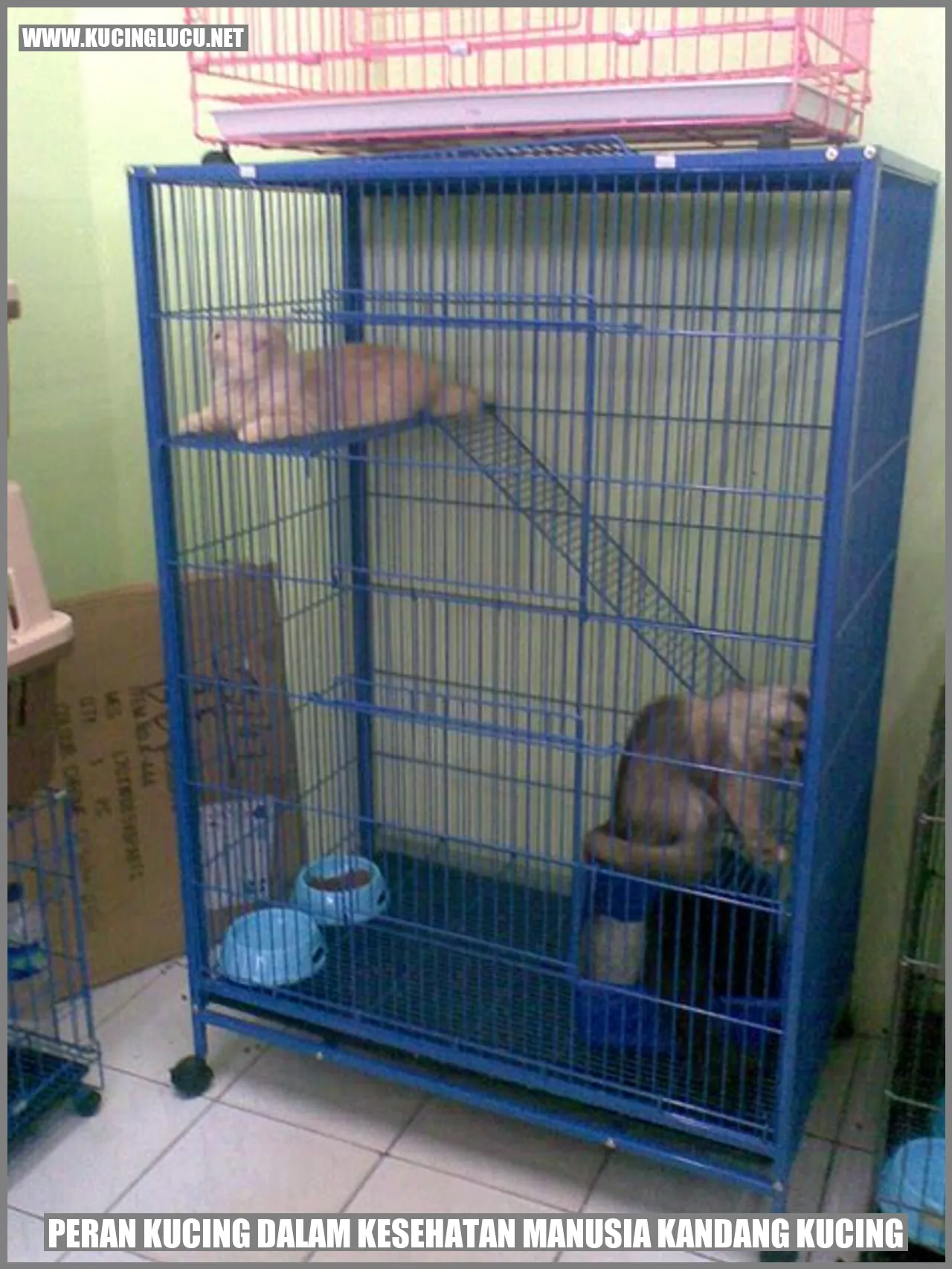 Peran Kucing dalam Kesehatan Manusia