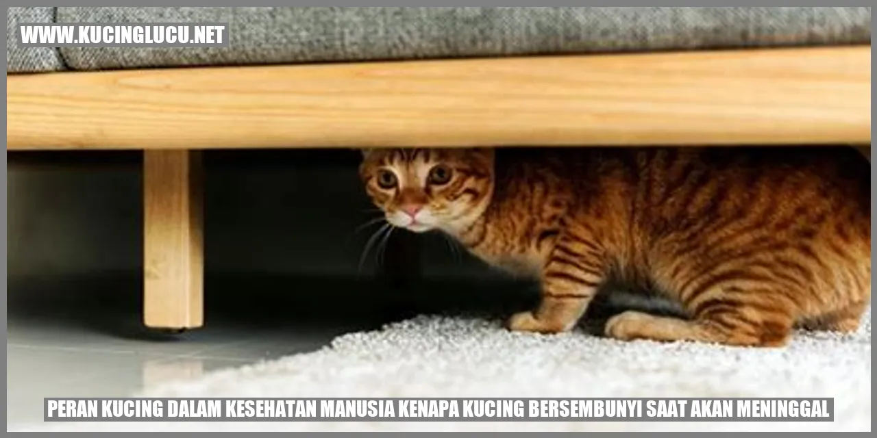 Peran Kucing dalam Kesehatan Manusia kenapa kucing bersembunyi saat akan meninggal