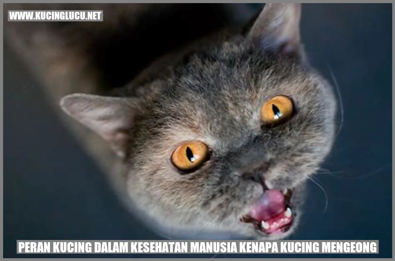 Peran Kucing dalam Kesehatan Manusia kenapa kucing mengeong