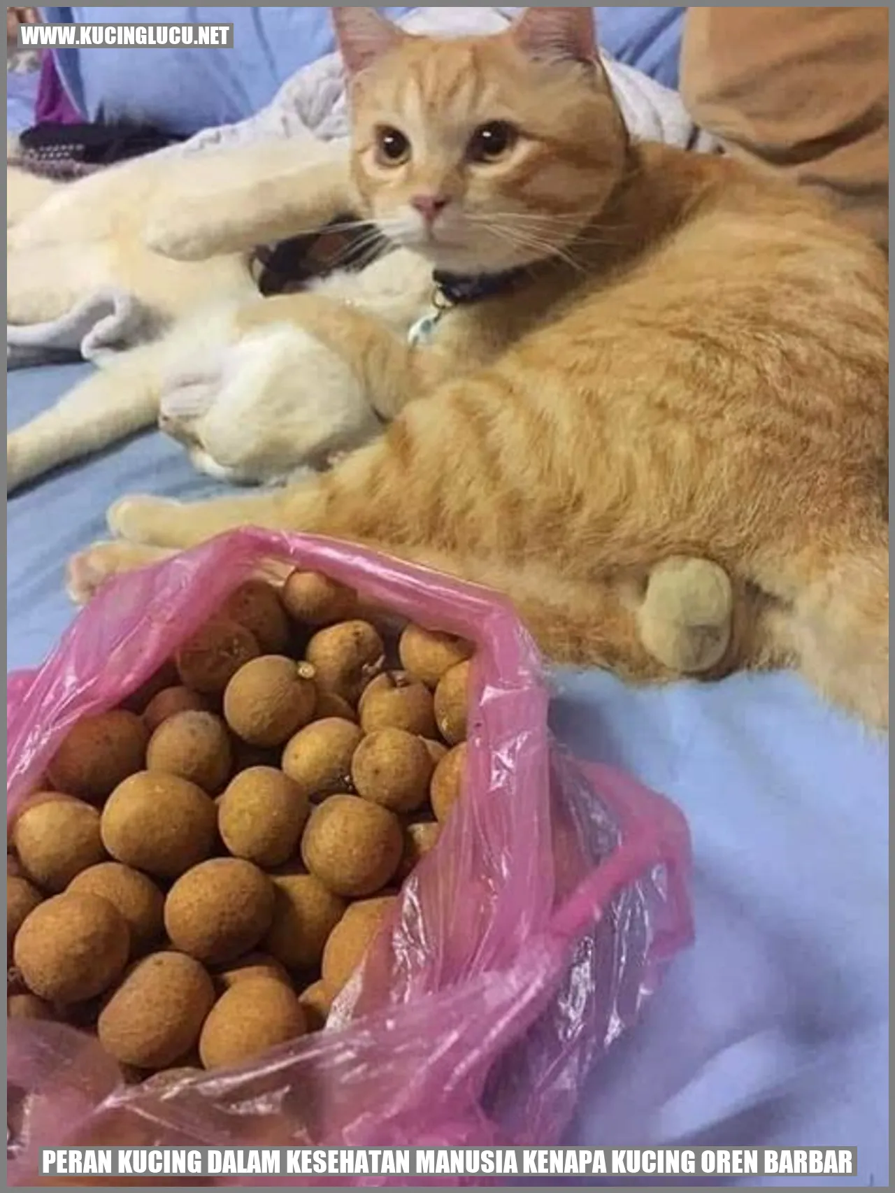 Peranan Kucing dalam Menjaga Kesehatan Manusia