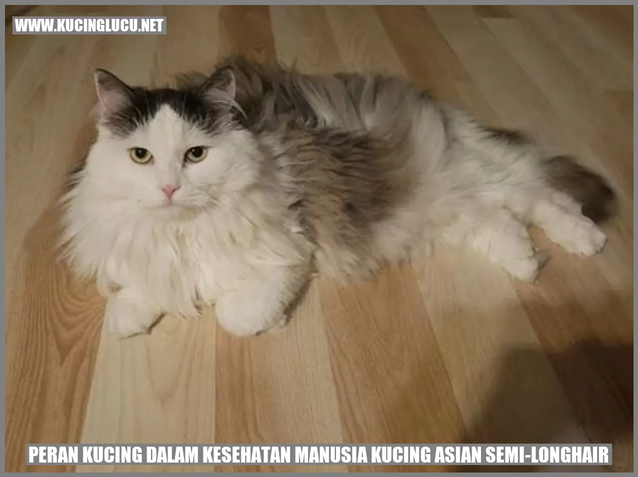Peran Kucing dalam Kesehatan Manusia Kucing Asian Semi-Longhair