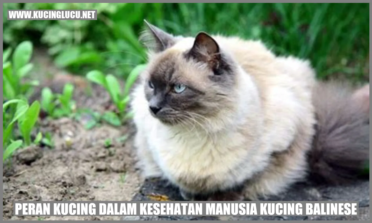 Kucing Balinese