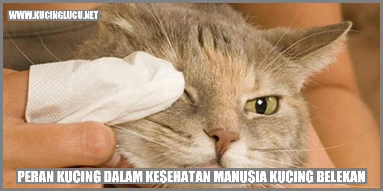 Peran Kucing dalam Kesehatan Manusia