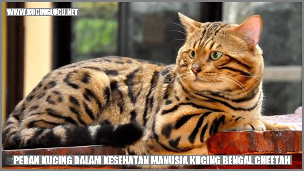 Kucing Bengal Cheetah