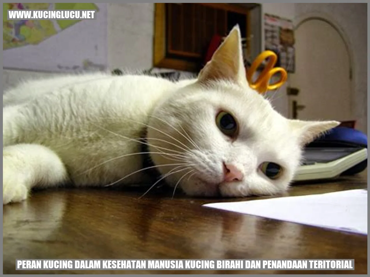 Kucing Menggaruk