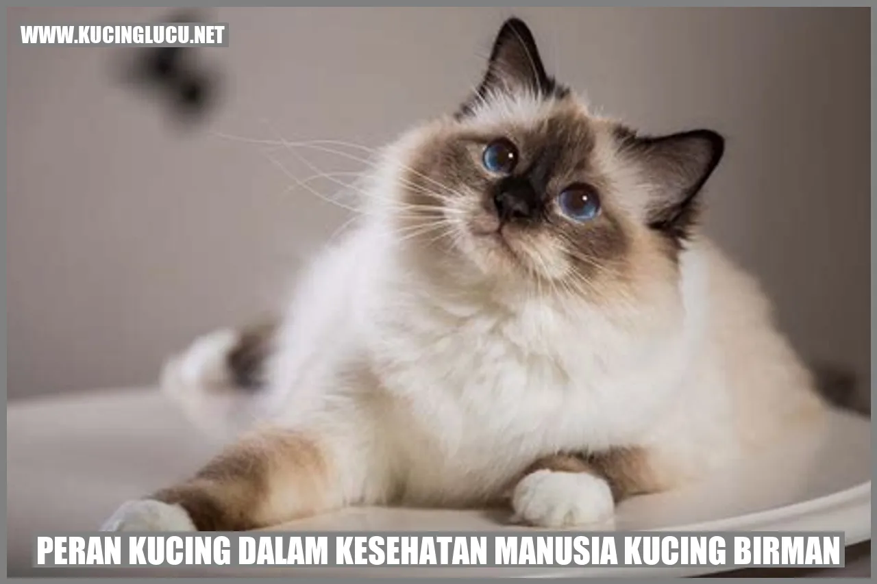 Potret Kucing Birman yang Menggemaskan