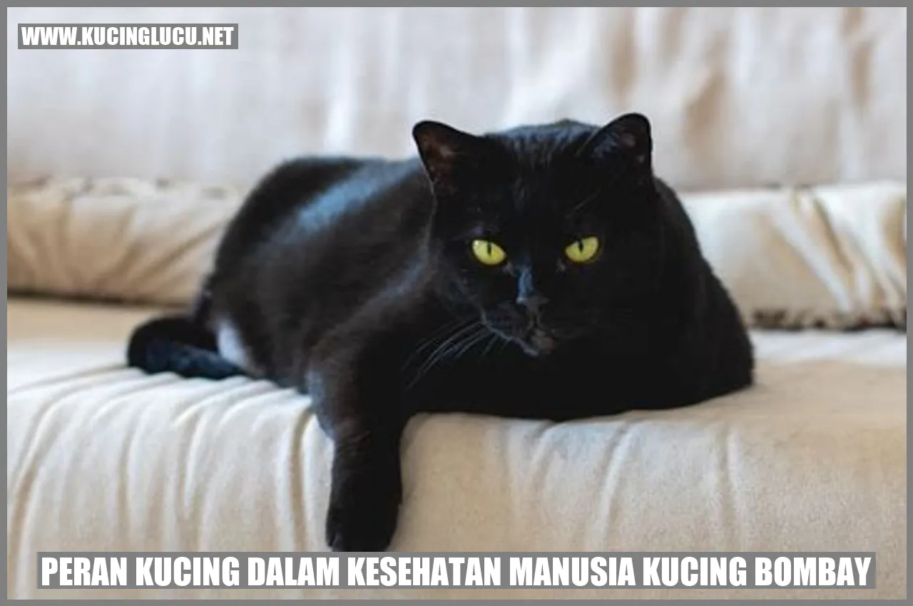 Gambar Kucing Bombay