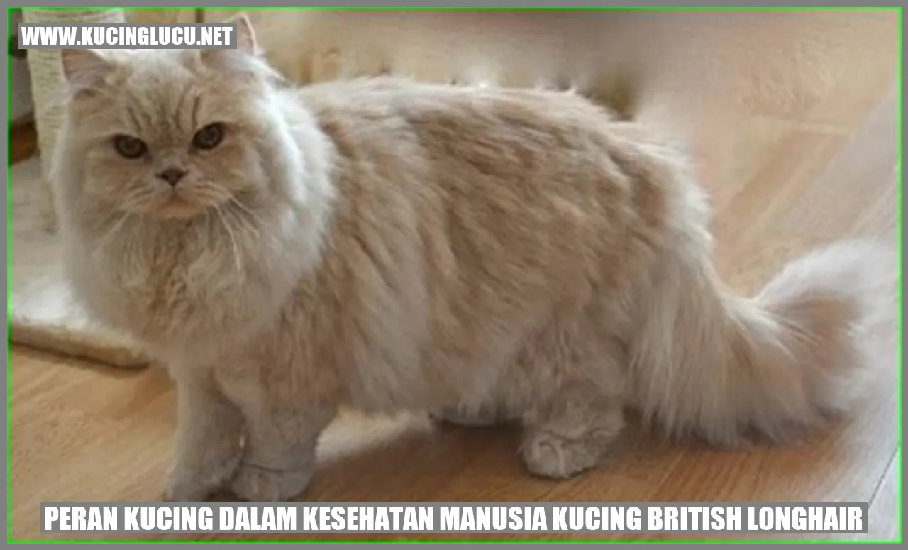 Peran Kucing dalam Kesehatan Manusia Kucing British Longhair