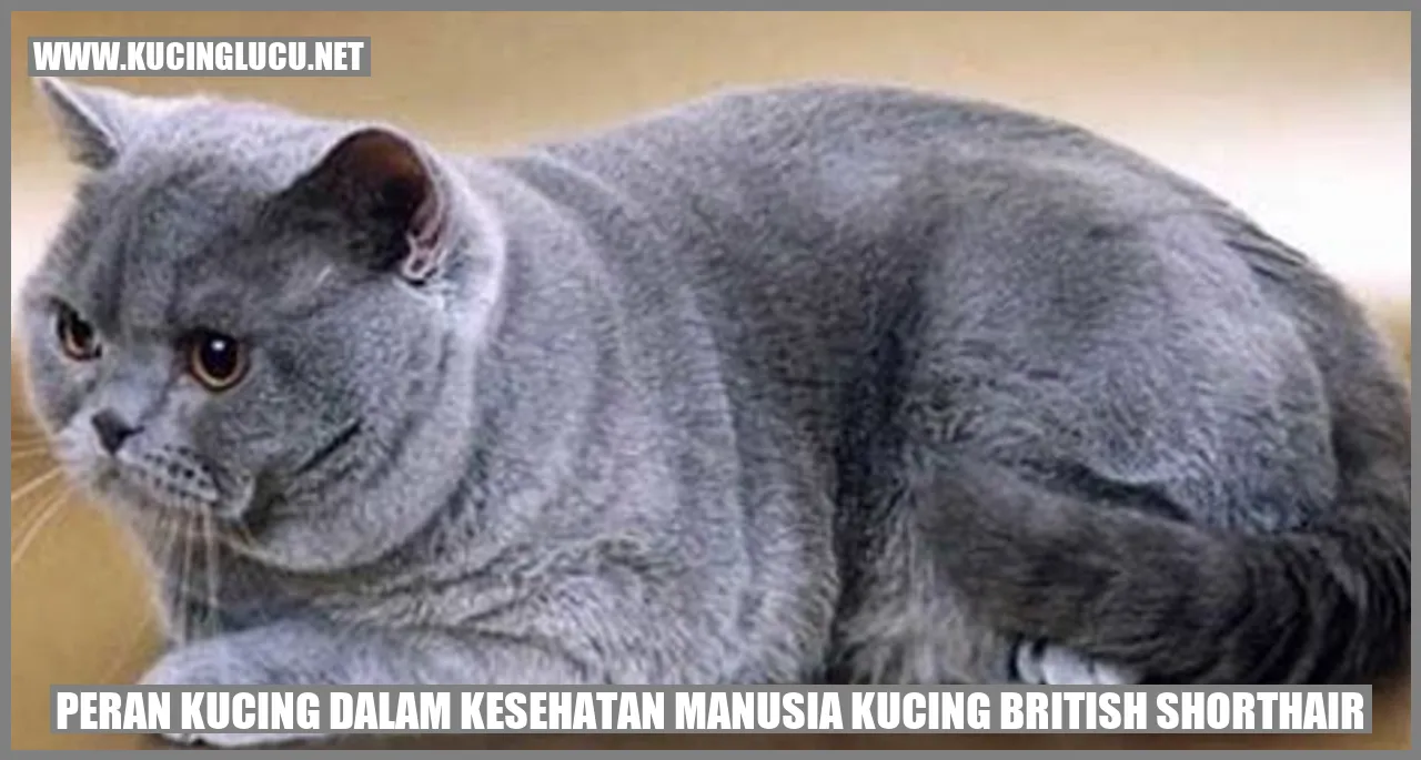 Peran Kucing dalam Kesehatan Manusia