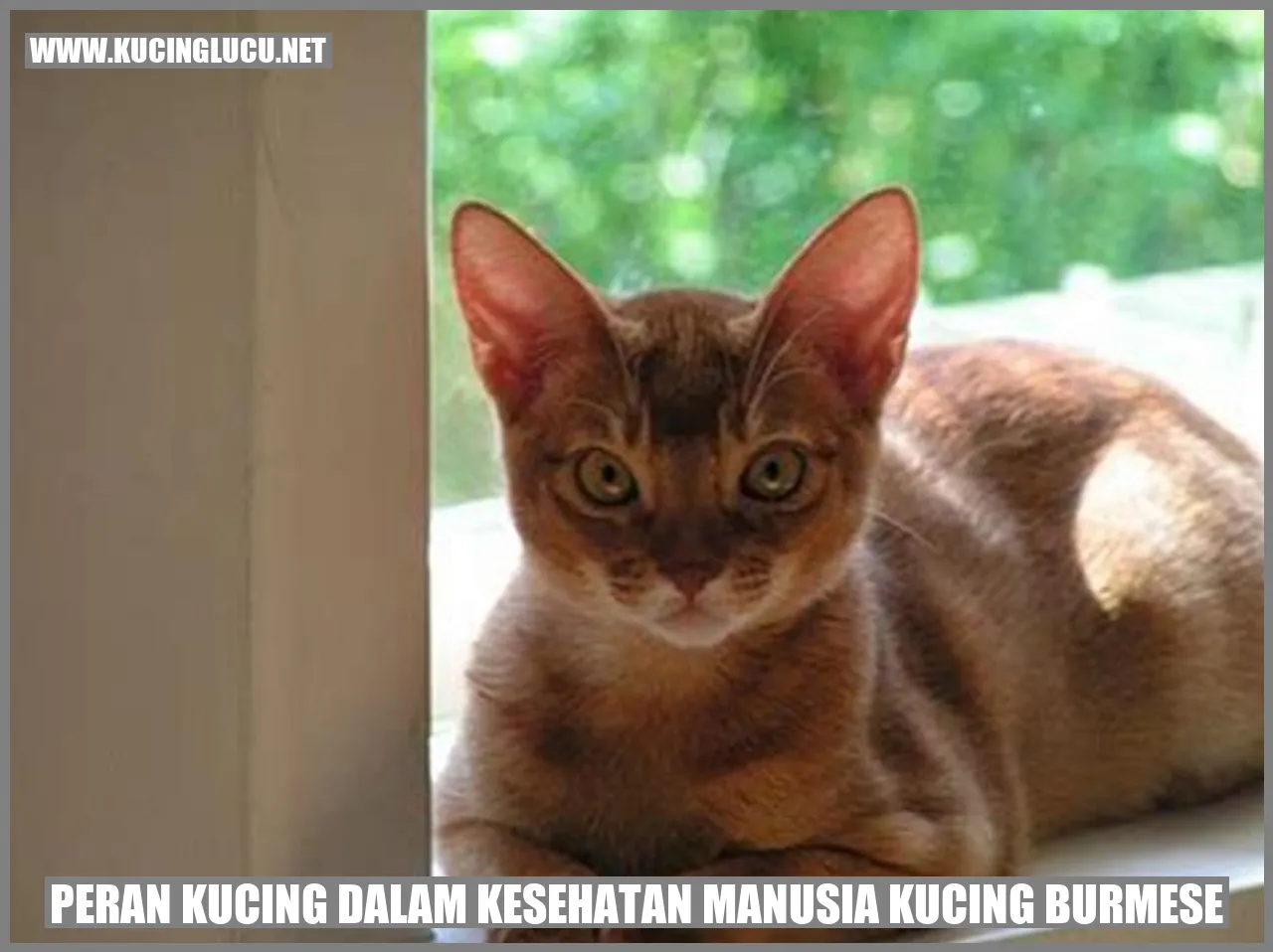 Gambar Kucing Burmese