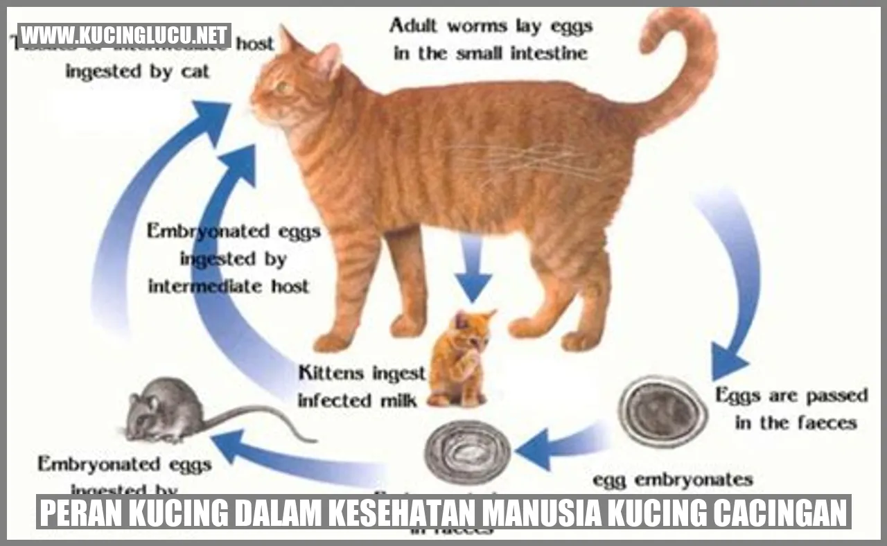 Peran Kucing dalam Kesehatan Manusia