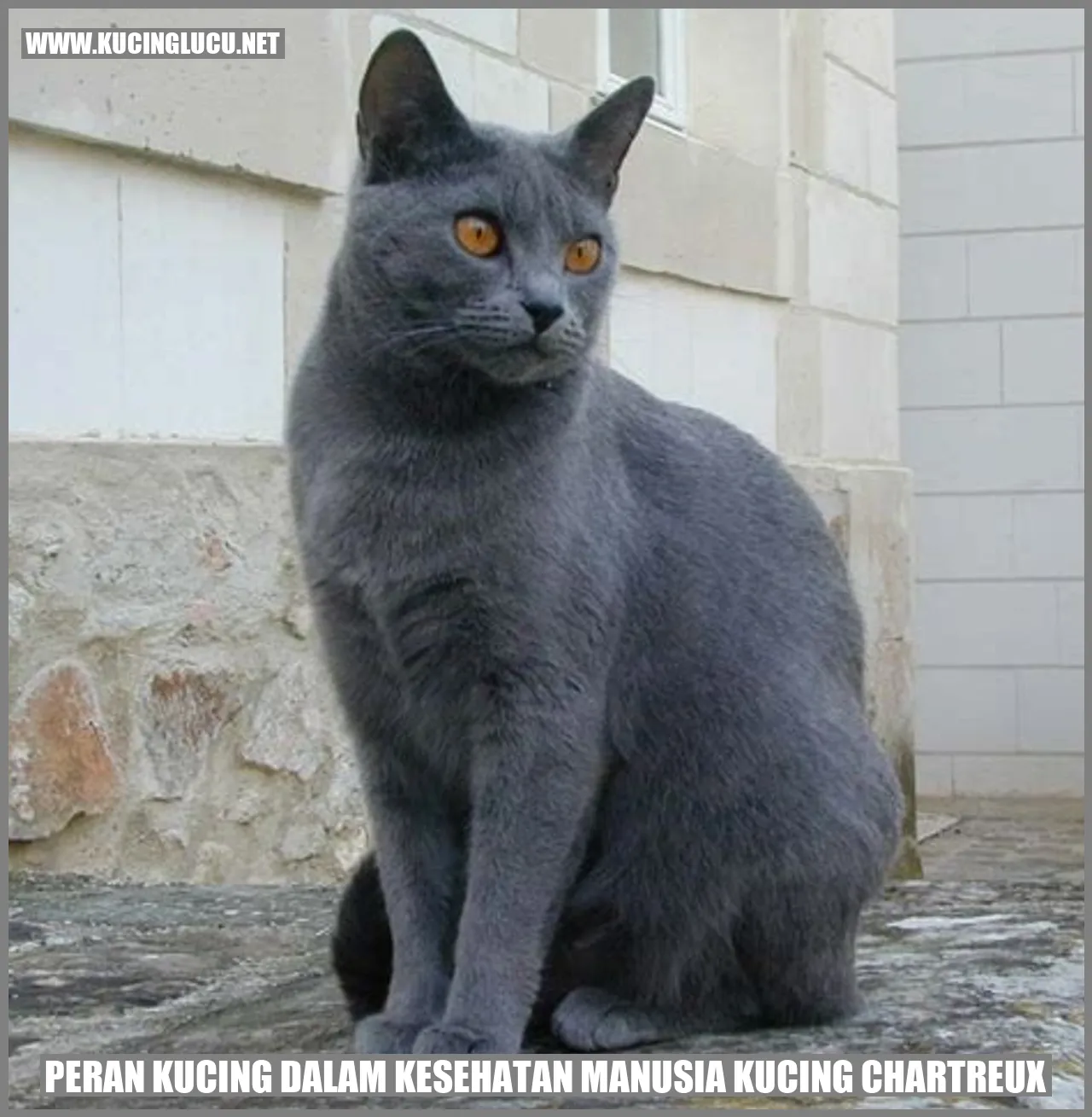 Peran Kucing dalam Kesehatan Manusia Kucing Chartreux
