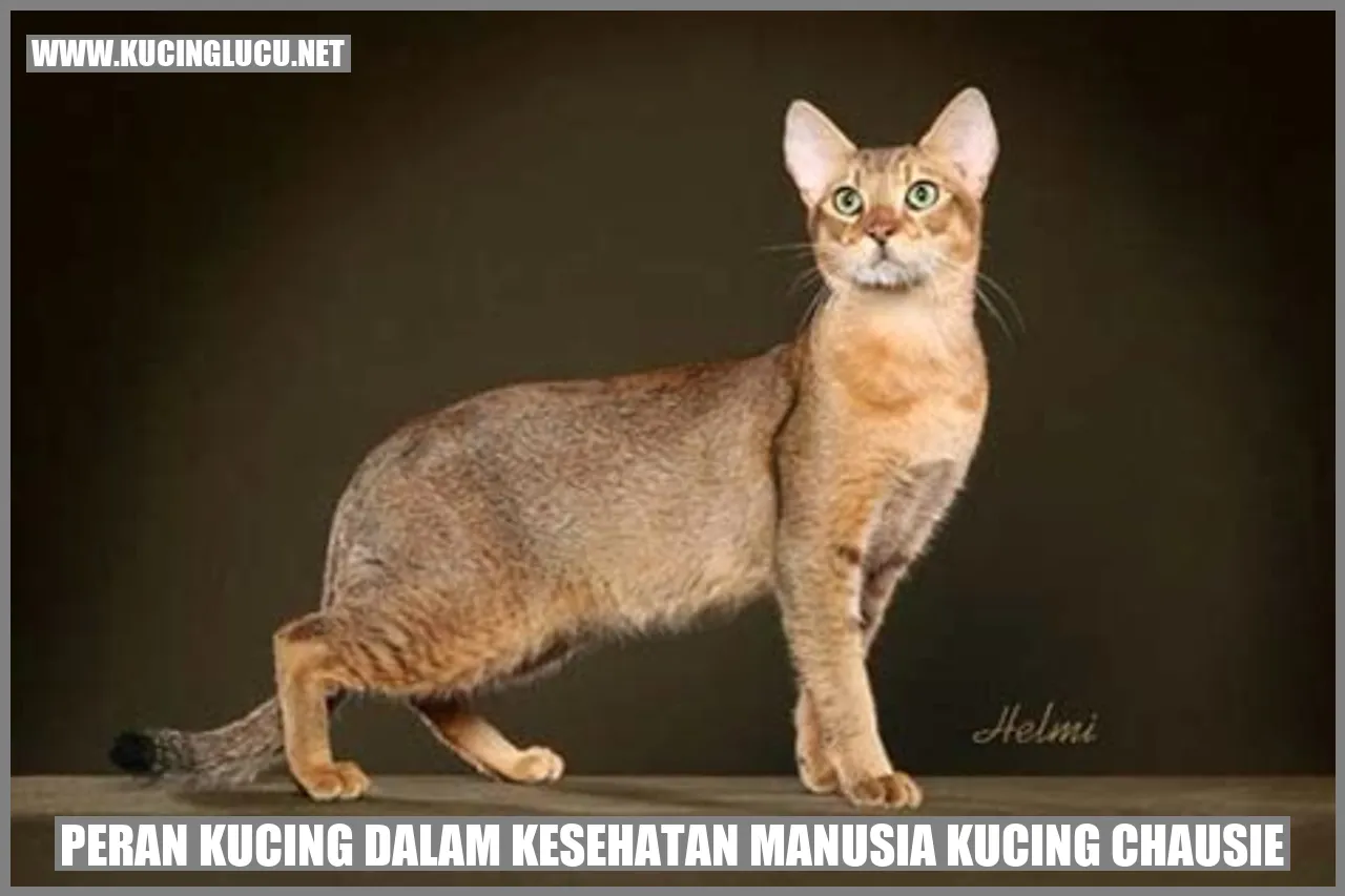 Peran Kucing dalam Kesehatan Manusia Kucing Chausie