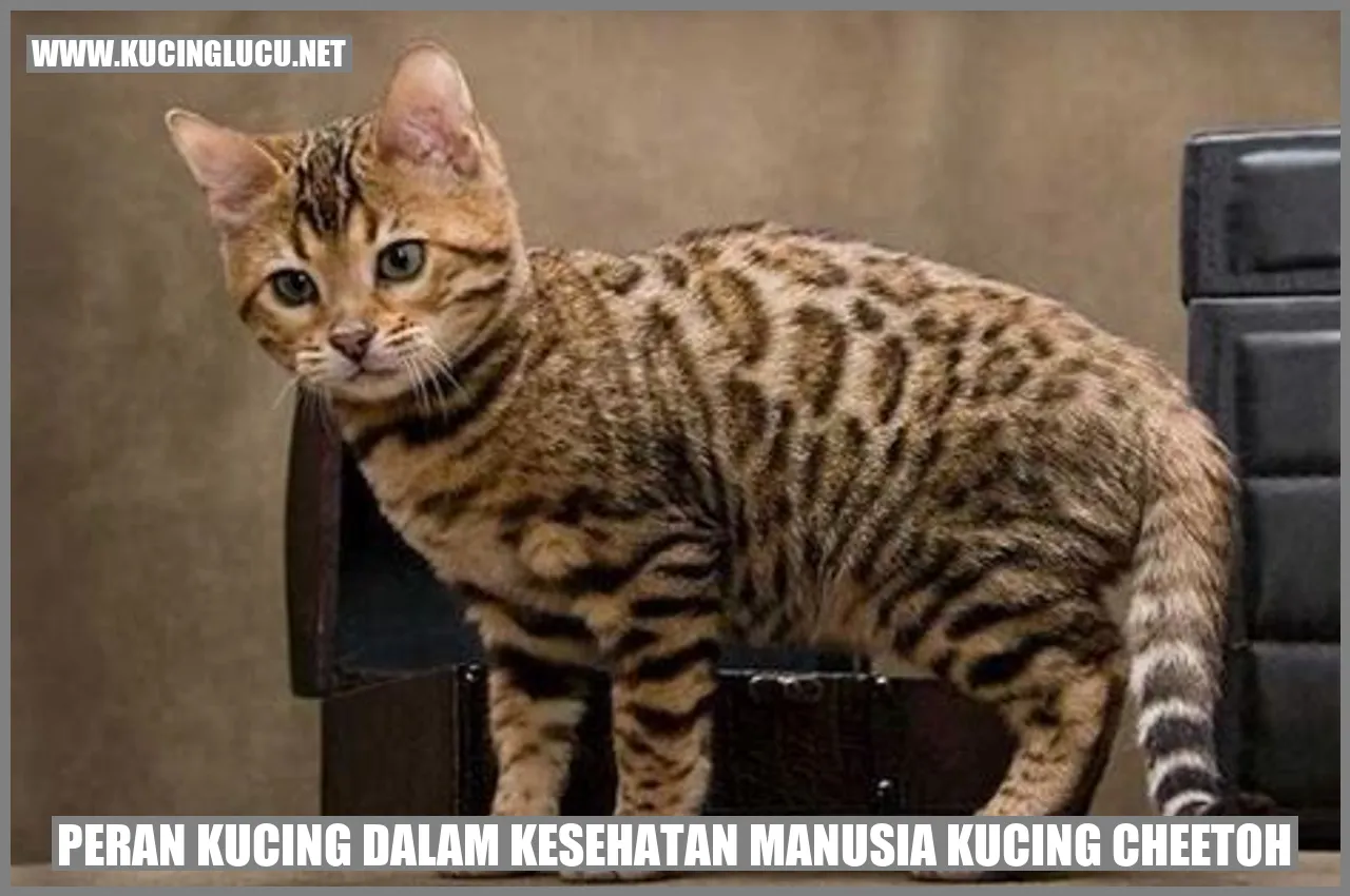 Gambar Kucing Cheetoh