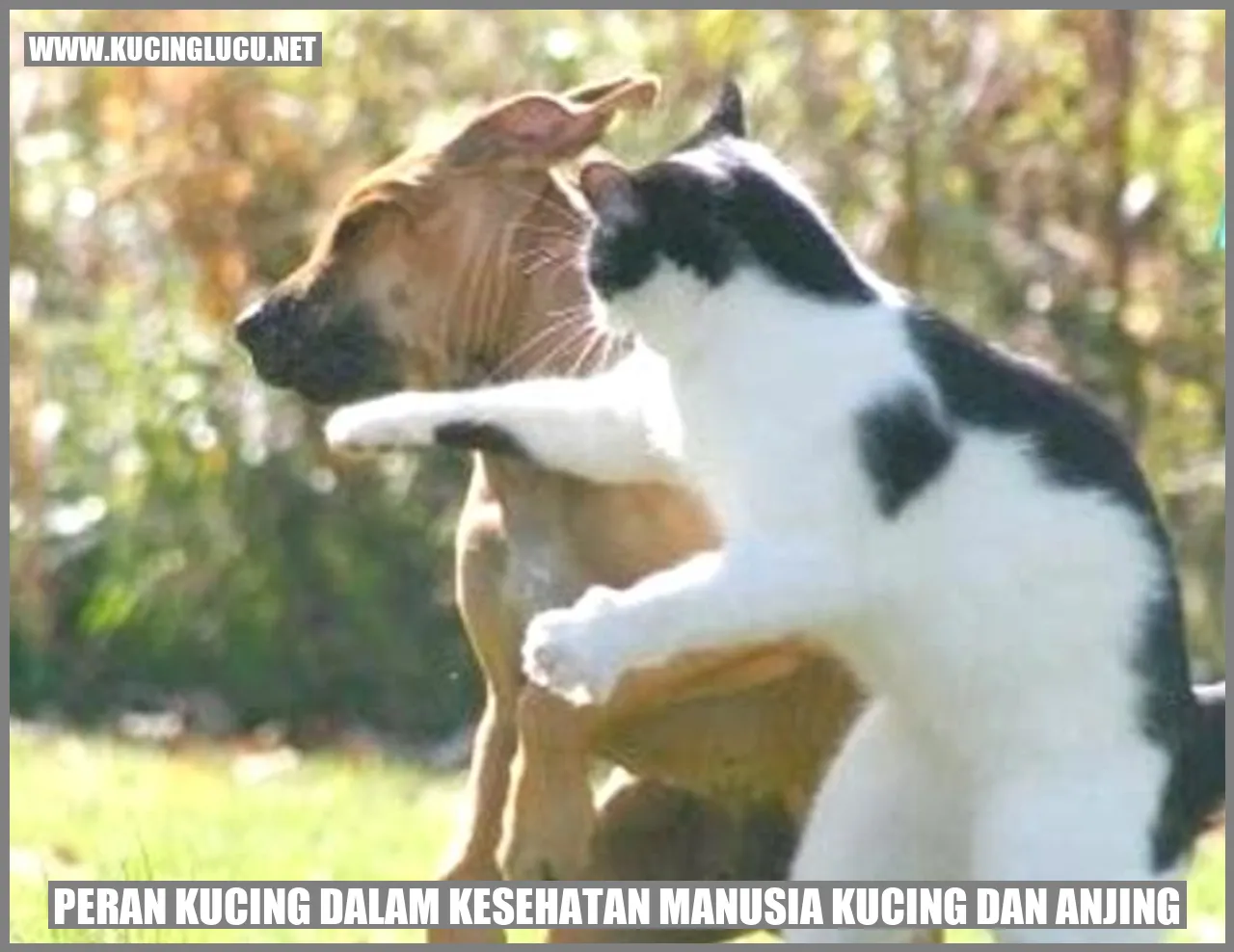 Kucing dan anjing