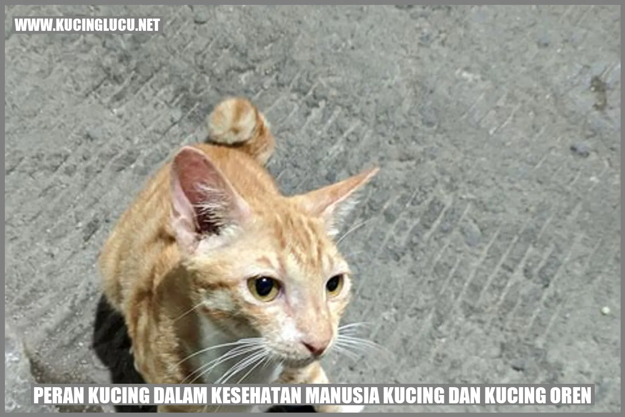 Gambar Kucing yang Menggemaskan