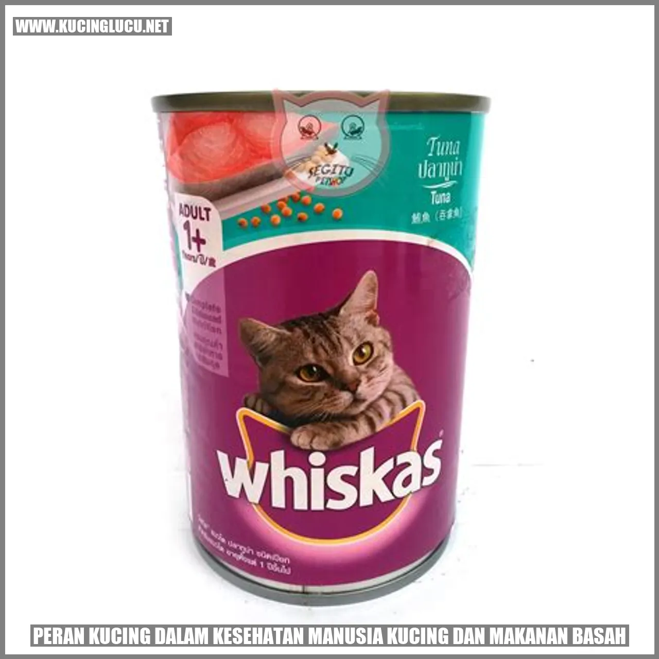 Peran Kucing dalam Kesehatan Manusia