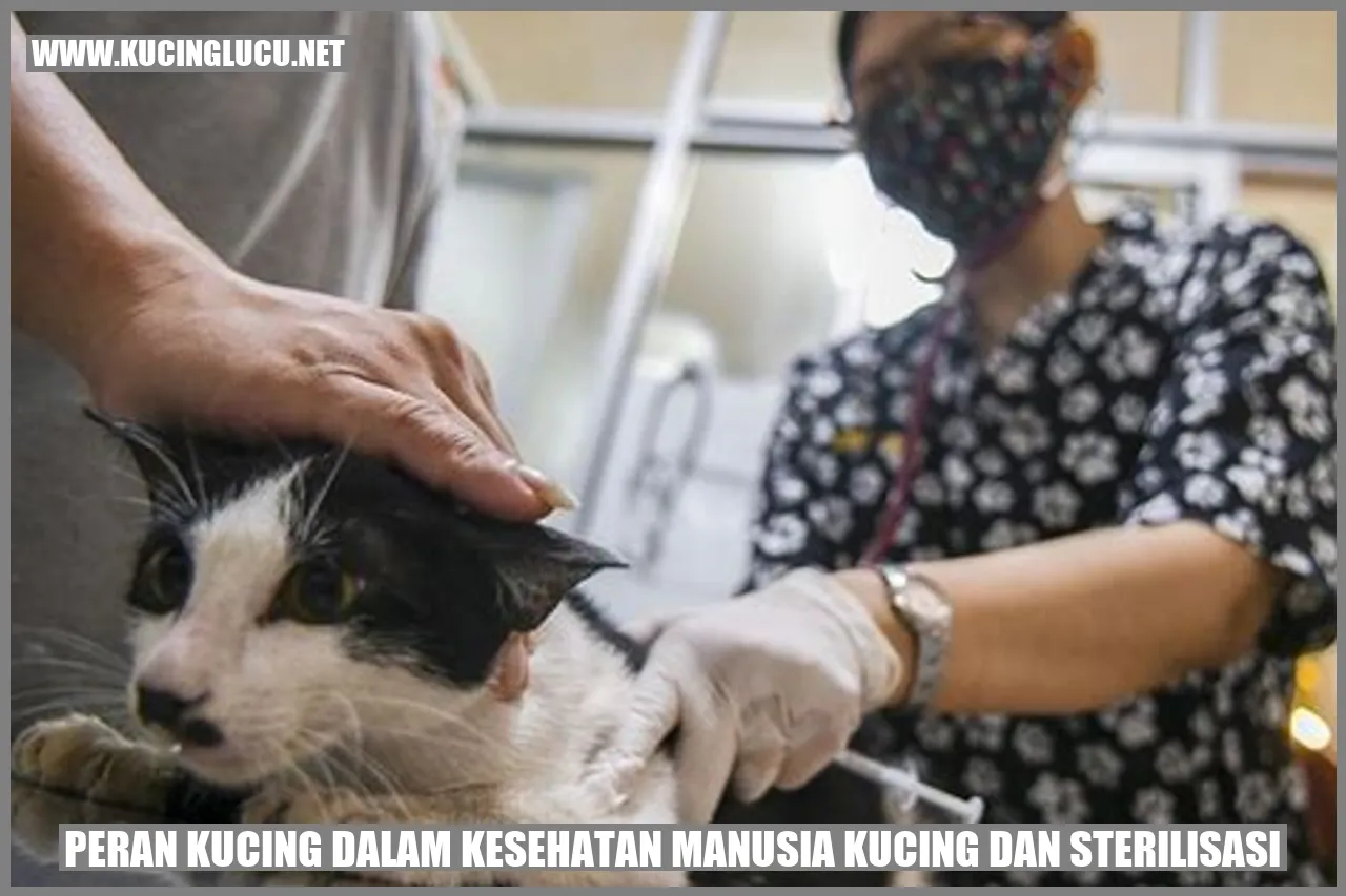 Gambar kucing