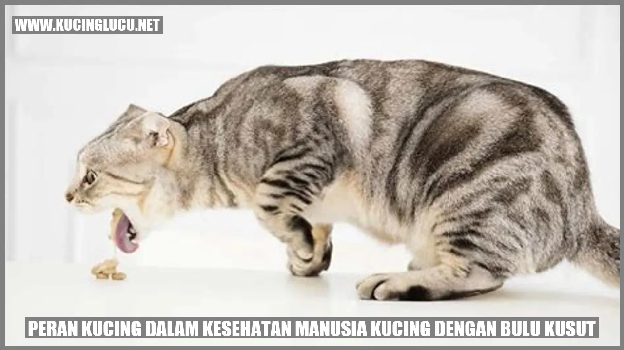 Gambar Kucing dengan Bulu Kusut