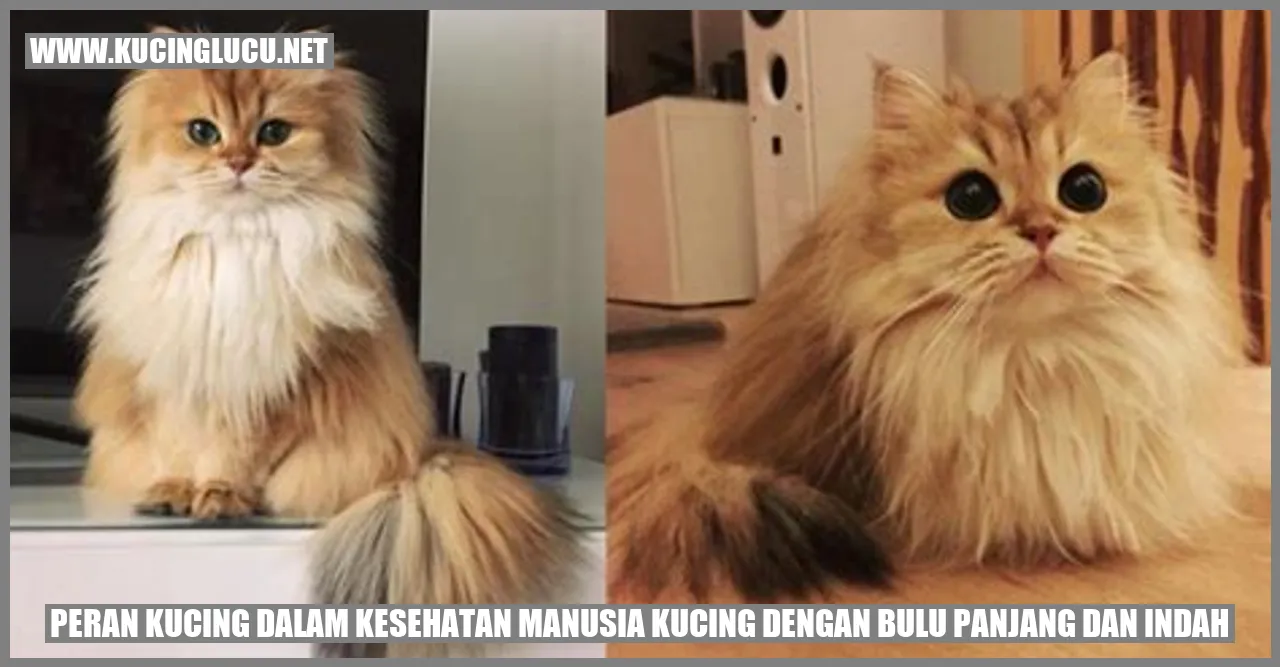 Kucing dengan Bulu Panjang dan Indah