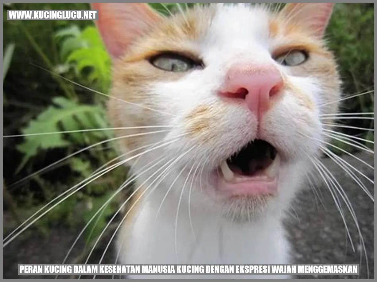 Ekspresi Wajah Menggemaskan