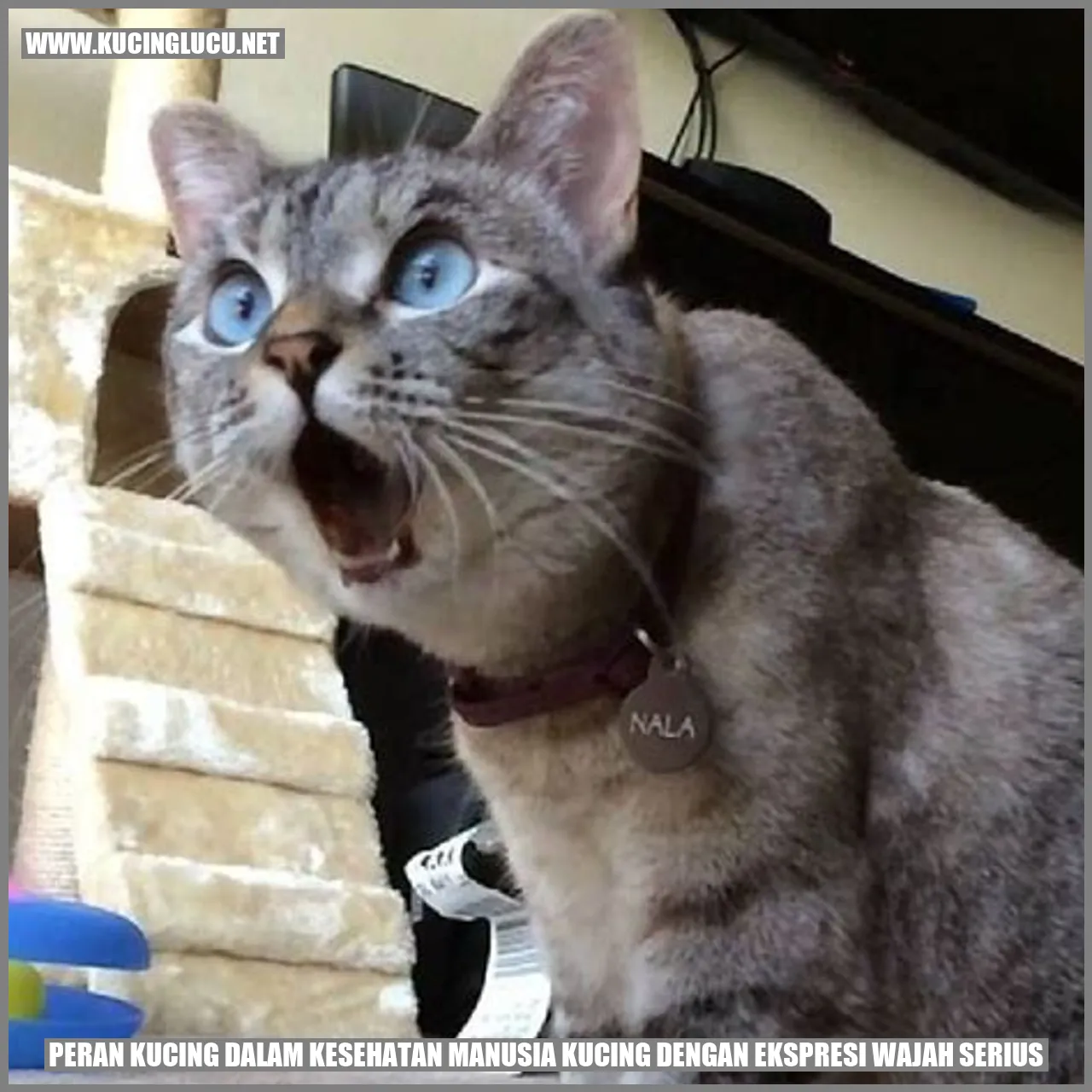 Kucing dengan Ekspresi Wajah Serius