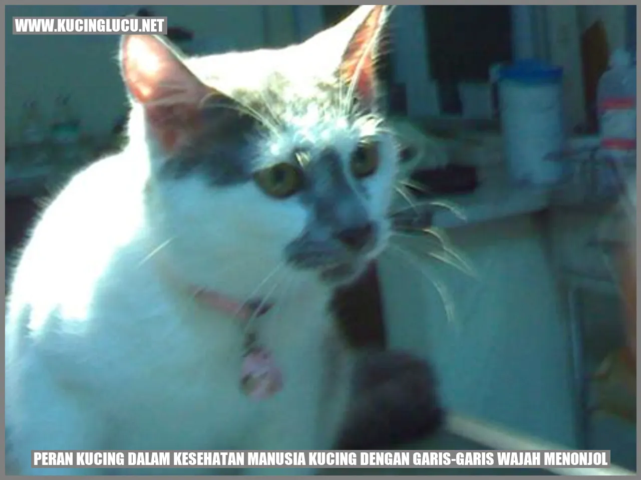Gambar kucing dengan garis-garis wajah menonjol