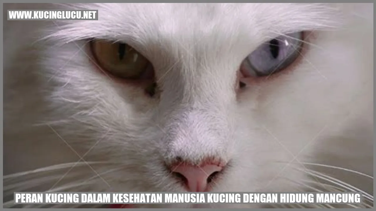 Peran Kucing dalam Kesehatan Manusia