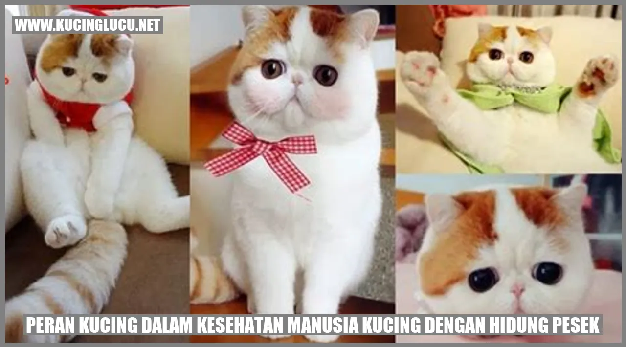 Kucing dengan Hidung Pesek
