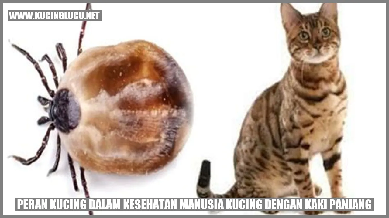 Gambar Kucing dengan Kaki Panjang
