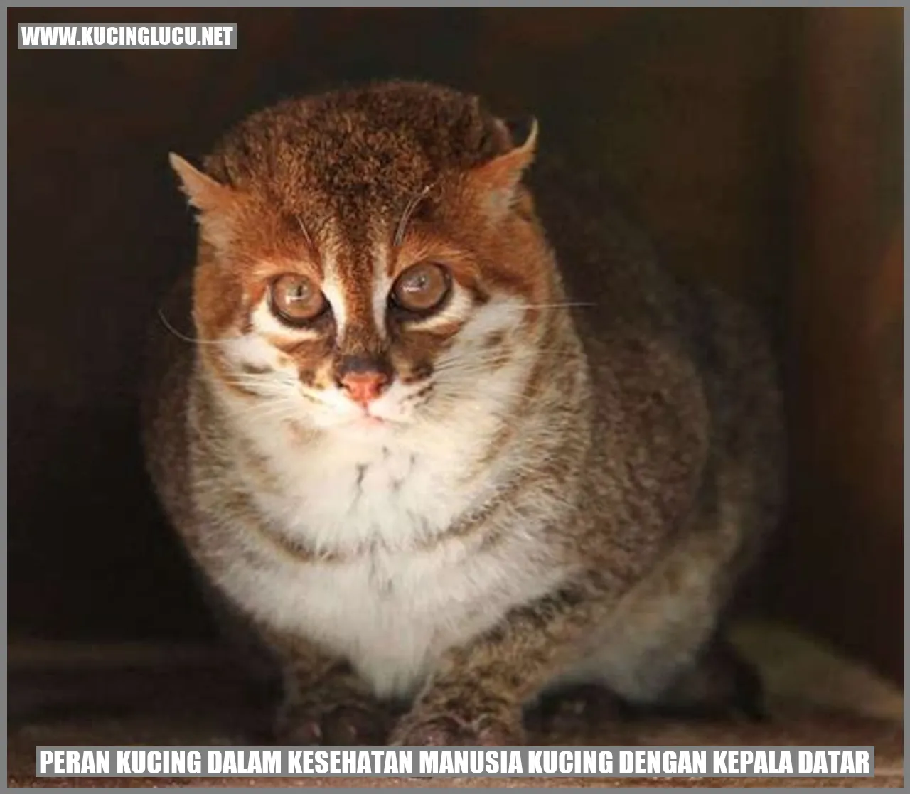 Peran Kucing dalam Kesehatan Manusia
