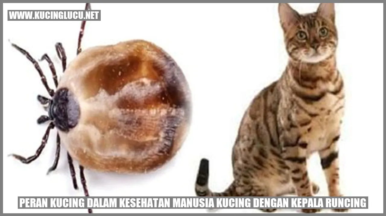 Gambar Kucing dengan Kepala Runcing