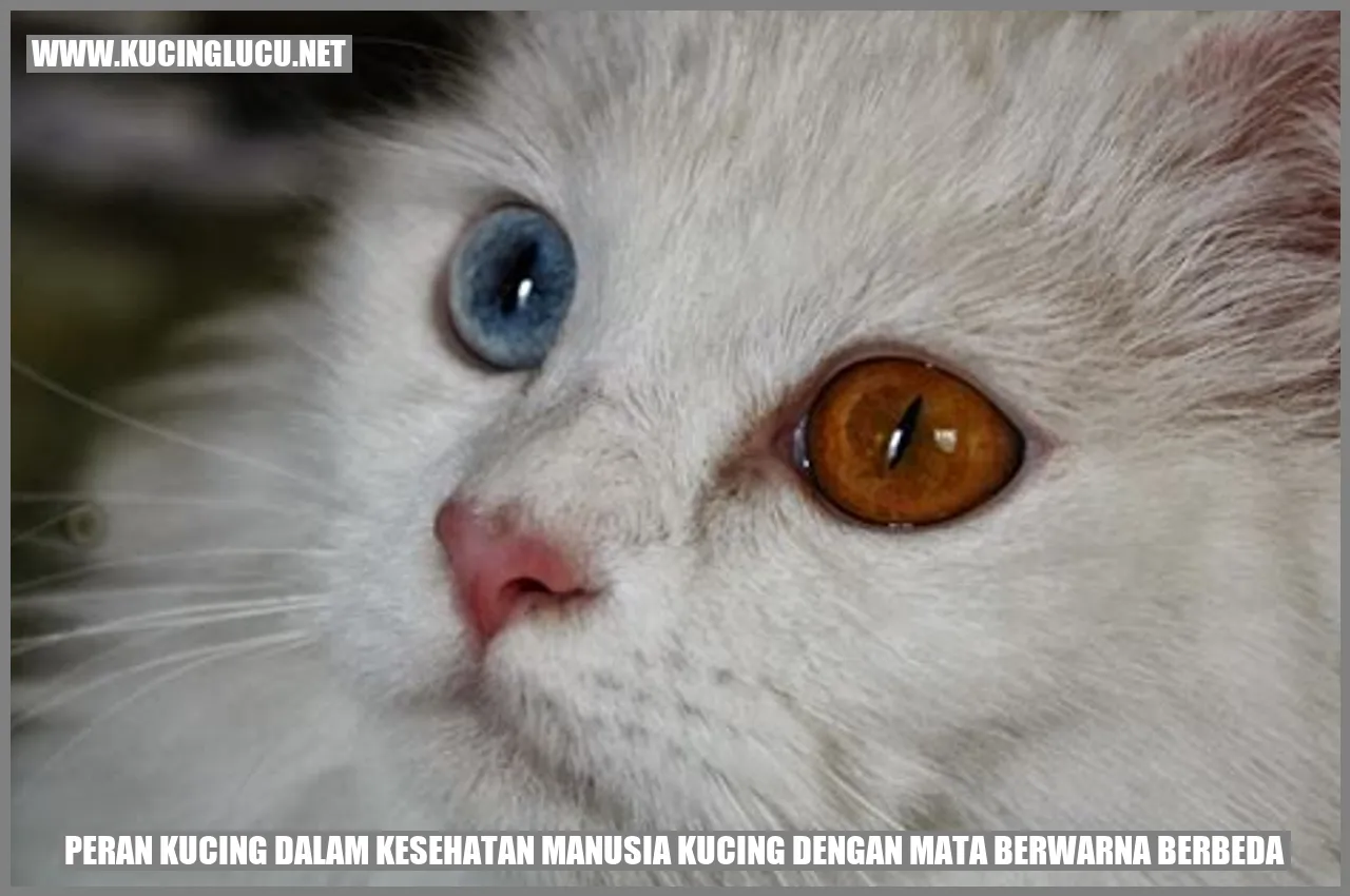 Kucing dengan Mata Berwarna Berbeda