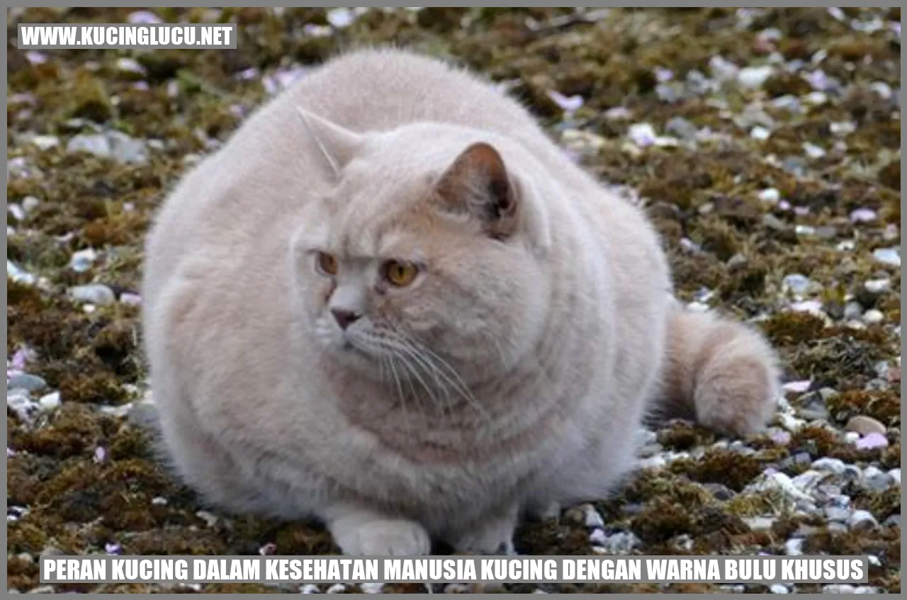 Peran Kucing dalam Kesehatan Manusia Kucing dengan Warna Bulu Khusus