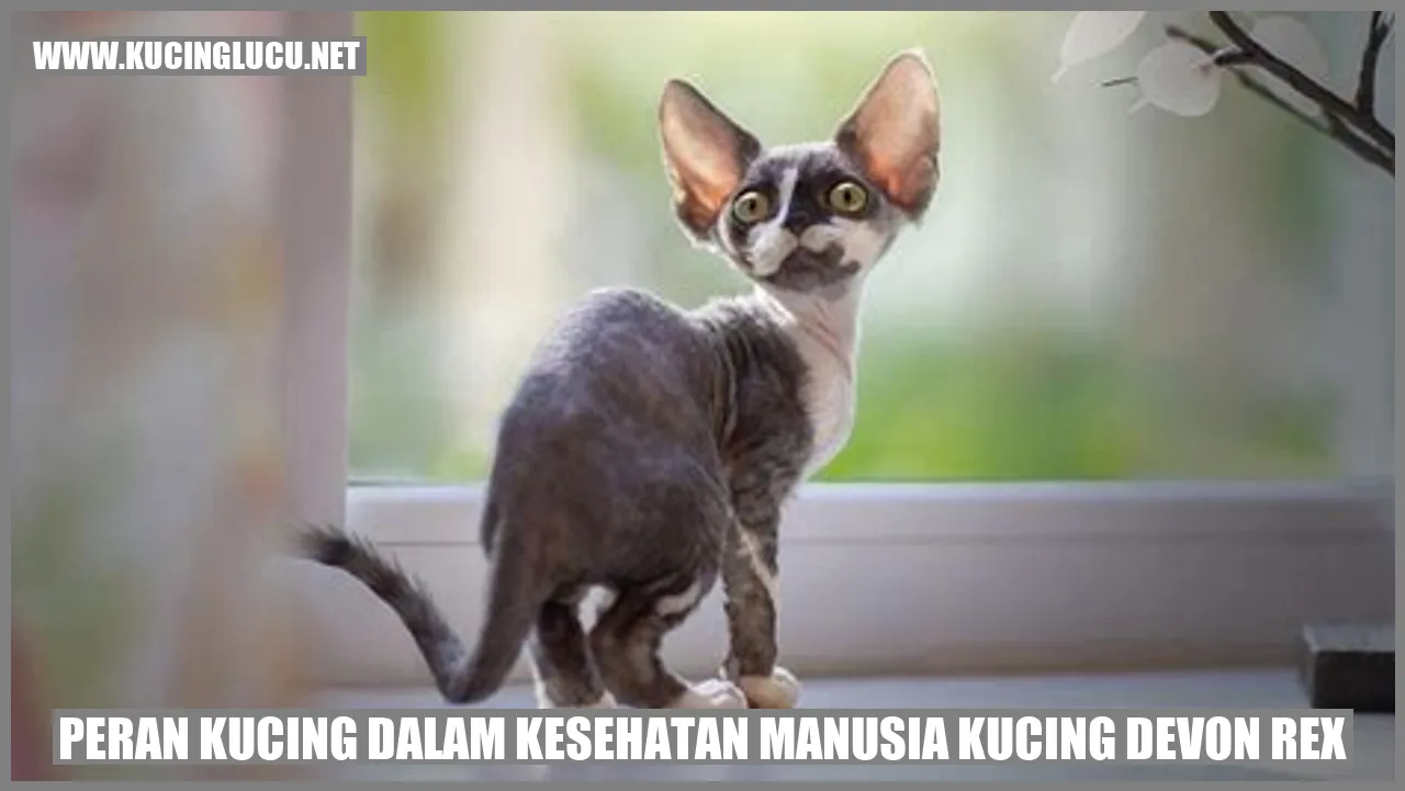Peran Kucing dalam Kesehatan Manusia Kucing Devon Rex