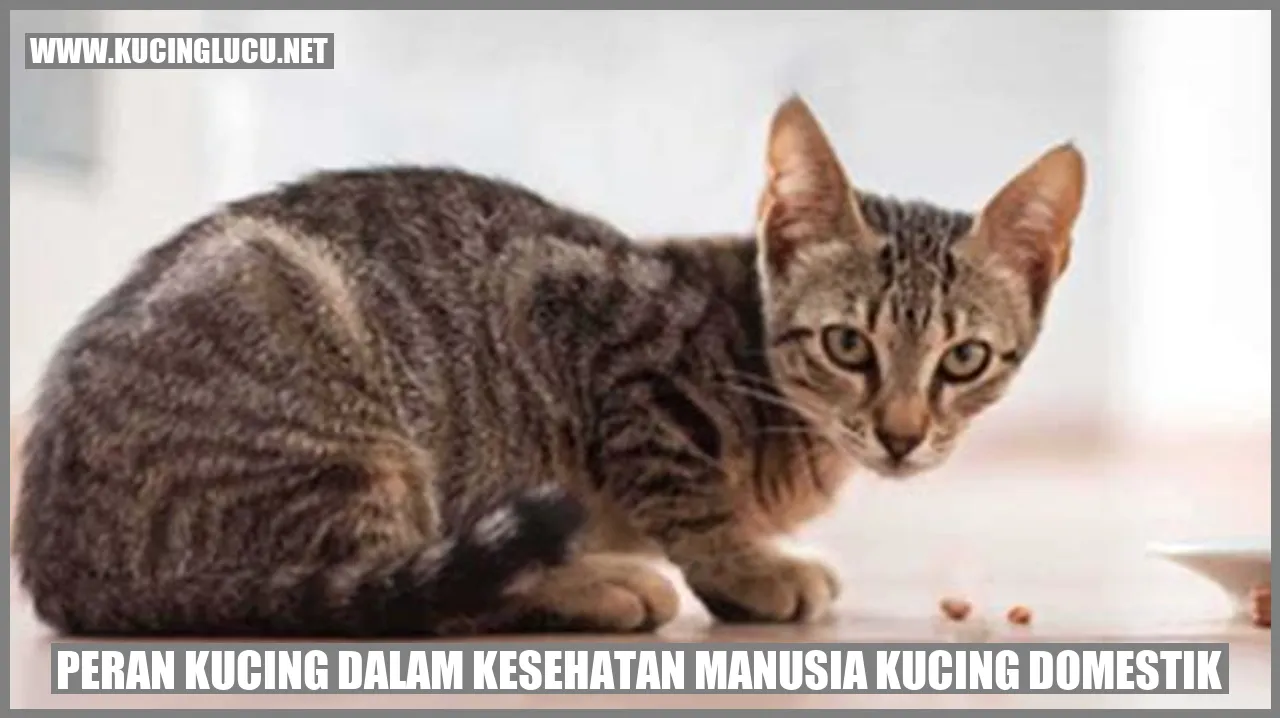 Foto Kucing Domestik