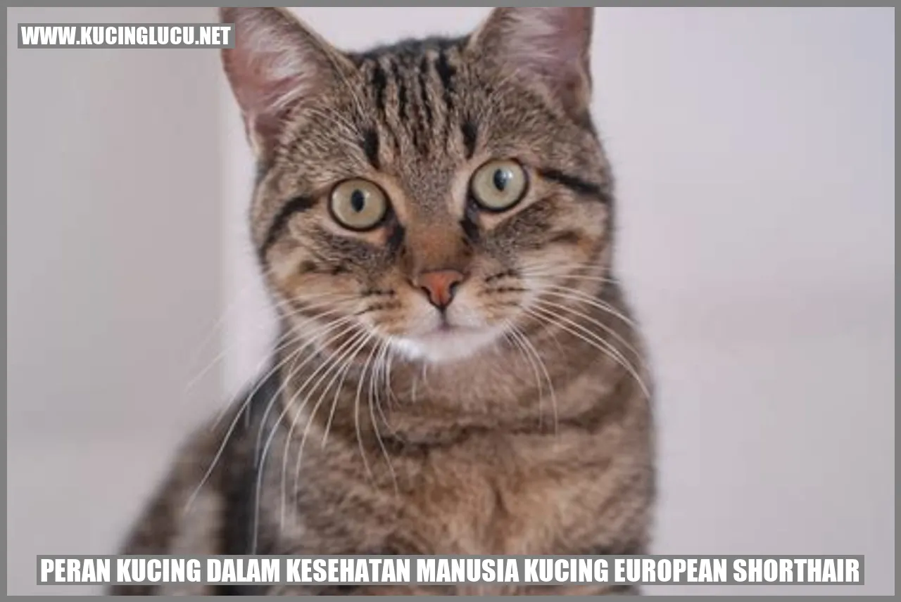 Kucing European Shorthair