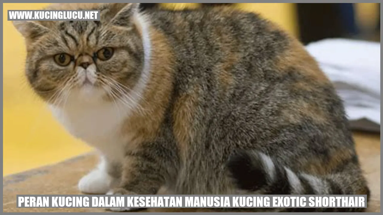 Kucing Exotic Shorthair