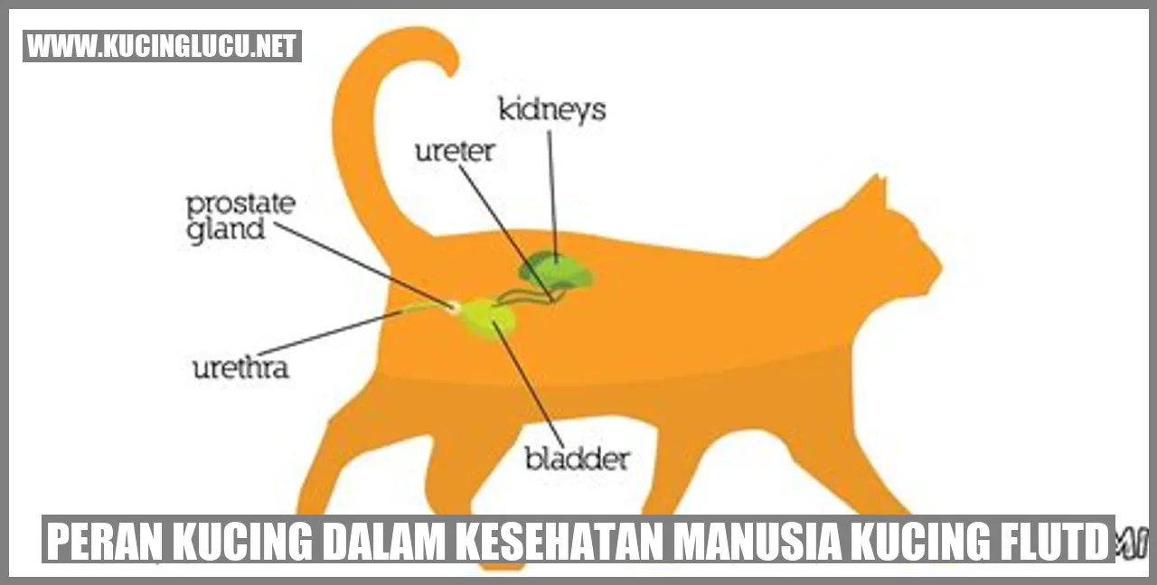 Ilustrasi peran kucing dalam menjaga kesehatan manusia
