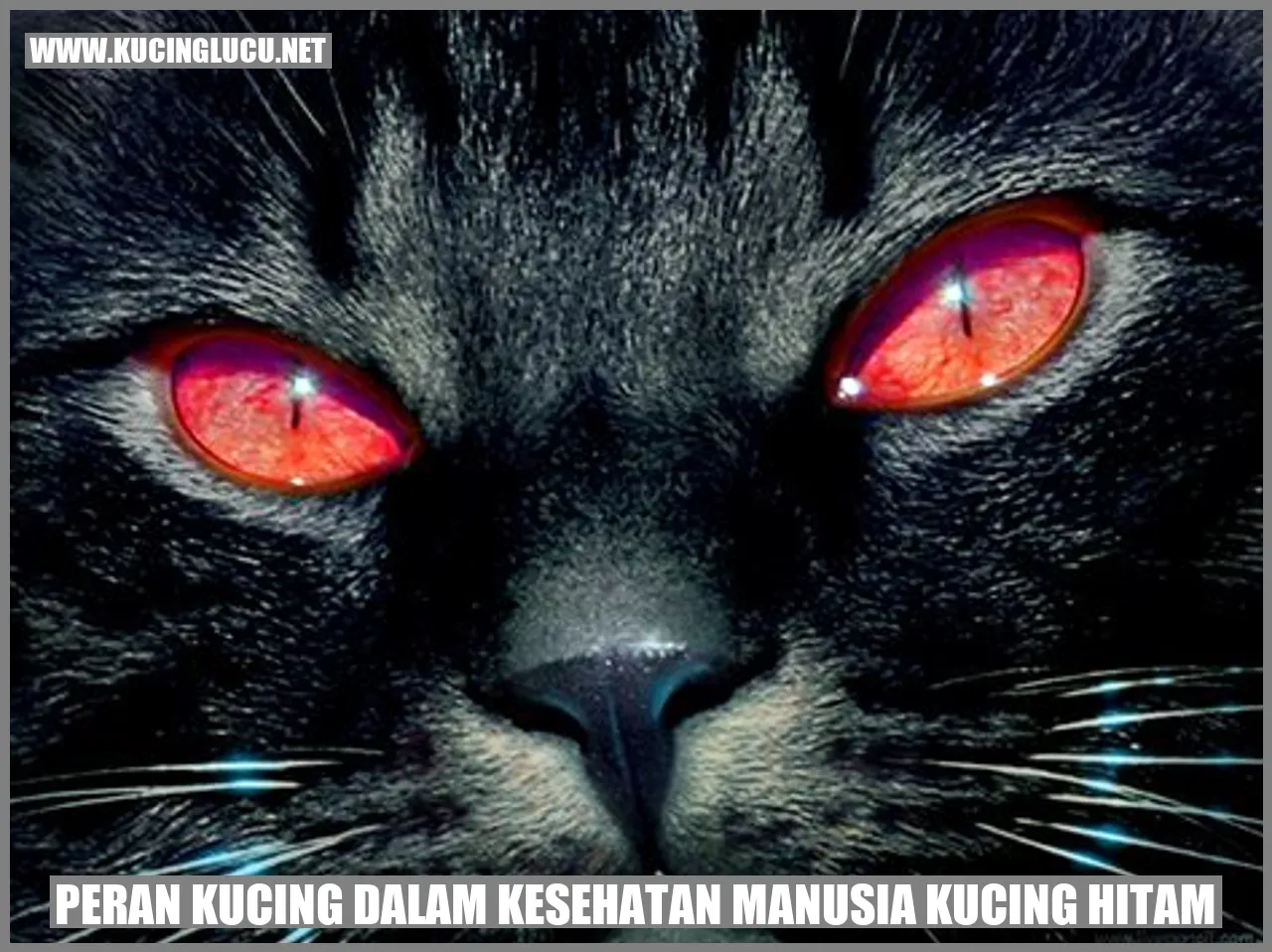 Gambar kucing hitam