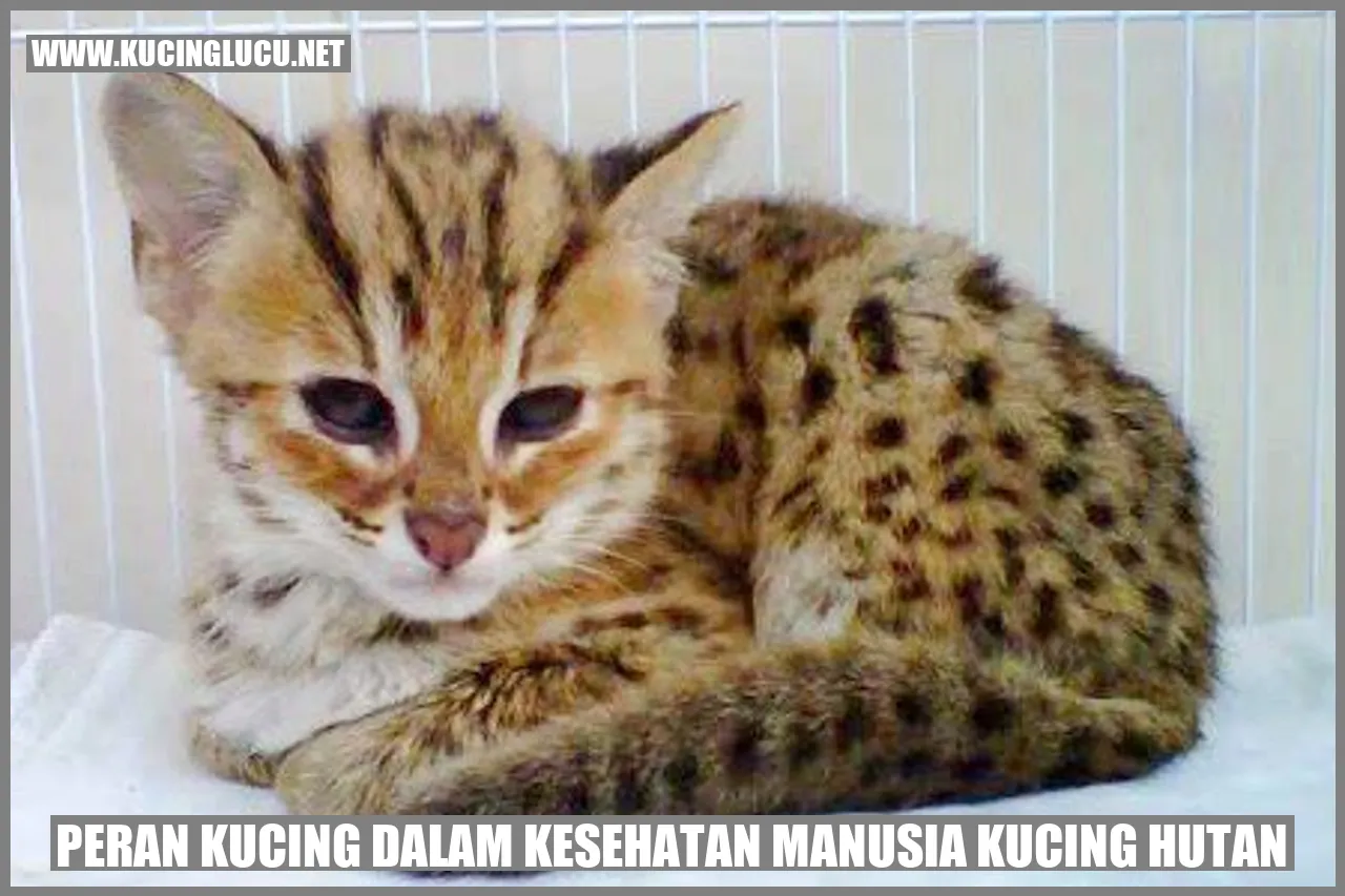Kucing Hutan