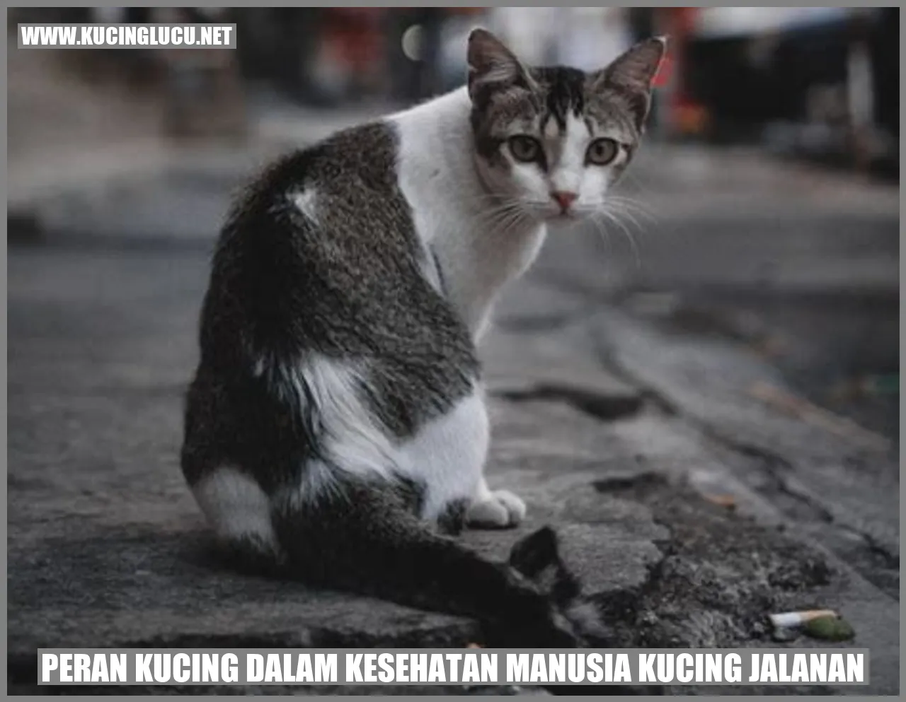 Kucing Jalanan