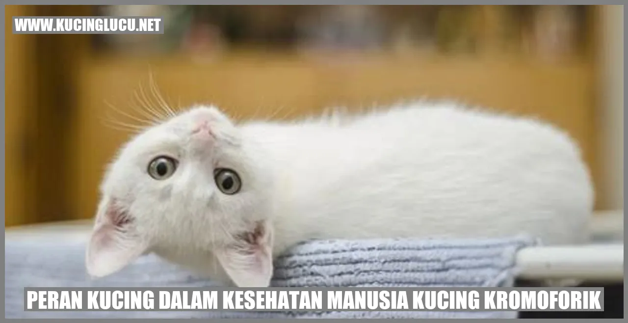 Peran Kucing dalam Kesehatan Manusia Kucing Kromoforik