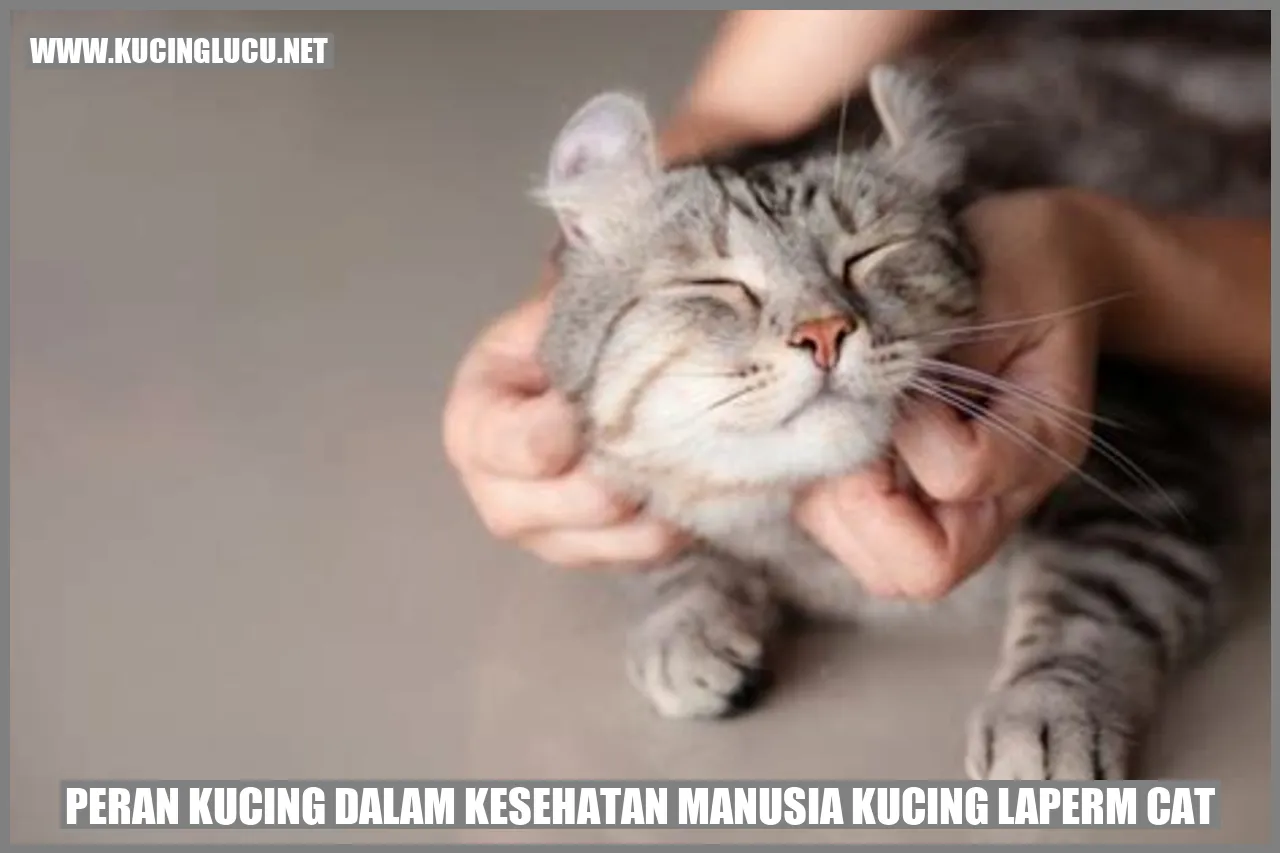 Kucing LaPerm Cat