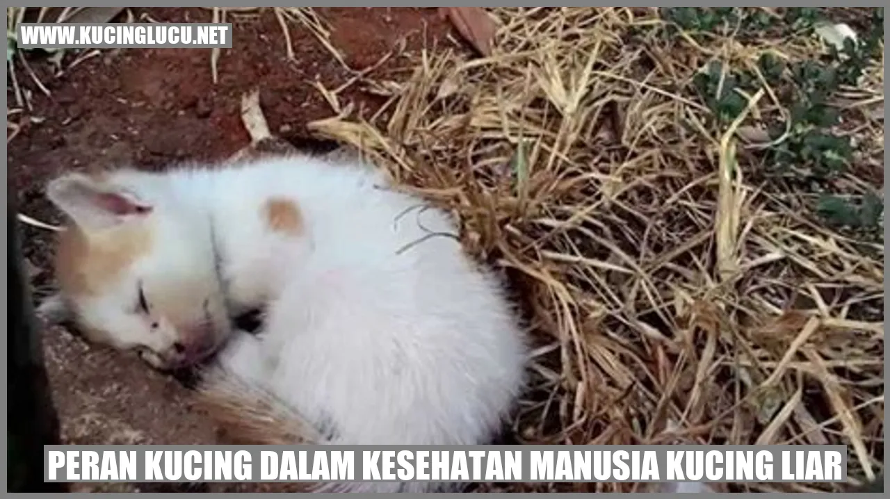 Peran Kucing dalam Kesehatan Manusia Kucing Liar